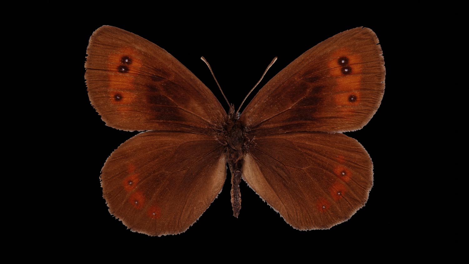 Scotch argus